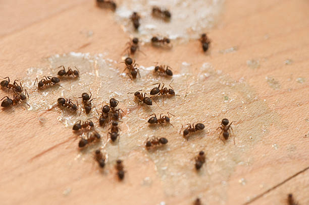 Professional Pest Control in Lincolnia, VA